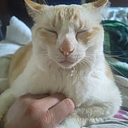 Poopy is registered to the contest to win money with this photo: animal, cat, close_up, comfort, cozy, cream_color, cute, domestic, feline, fur, hand, indoor, mammal, pet, relaxed, resting, sleepy, soft, whiskers, white_color