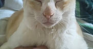 Poopy joined the competition — help win amazing prizes! animal, cat, close_up, comfort, companion, cozy, cream_color, cute, domestic, feline, fur, gentle_touch, hand, indoor, pet, relaxed, resting, sleepy, whiskers, white_color