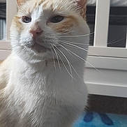 Poopy joined the competition — help win amazing prizes! cat, white_cat, orange_cat, pet, indoor, furniture, crib, rug, whiskers, face, ears, fur, domestic_animal, animal, looking_away, calm, close_up, home, cozy, portrait