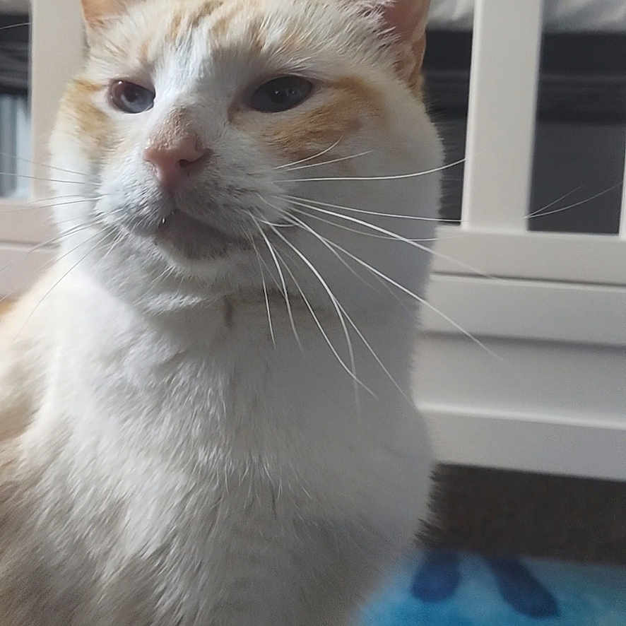 Poopy joined the competition — help win amazing prizes! cat, white_cat, orange_cat, pet, indoor, furniture, crib, rug, whiskers, face, ears, fur, domestic_animal, animal, looking_away, calm, close_up, home, cozy, portrait