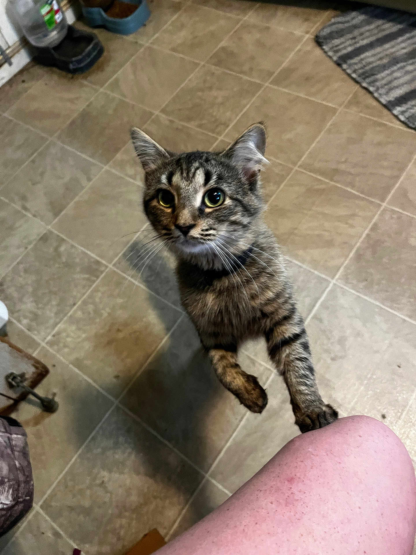 Thor joined the competition — help win amazing prizes! cat, tabby_cat, kitten, pet, indoor, tiled_floor, kitchen, food_bowl, water_bowl, rug, paw, whiskers, big_eyes, looking_up, reaching, begging, human_leg, shadow, curious, collar