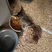 Thor is registered to the contest to win money with this photo: cat, kitten, pet, food_bowl, water_bowl, kibble, carpet, indoor, feeding, fur, eating, bowl, sandals, flip_flop, blurred, low_light, tabby, fuzzy, home_interior, floor