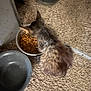 cat, kitten, pet, food_bowl, water_bowl, kibble, carpet, indoor, feeding, fur, eating, bowl, sandals, flip_flop, blurred, low_light, tabby, fuzzy, home_interior, floor