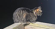 Mama joined the competition — help win amazing prizes! animal, animal_portrait, cat, collar, dark_background, feline, fur, illumination, night, nighttime, outdoor, perched, pet, profile_view, quiet, railing, stillness, tabby_cat, wood, wooden_railing