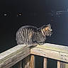 animal, animal_portrait, cat, collar, dark_background, feline, fur, illumination, night, nighttime, outdoor, perched, pet, profile_view, quiet, railing, stillness, tabby_cat, wood, wooden_railing