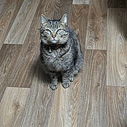 Mama is registered to the contest to win money with this photo: animal, bell, cat, collar, cute, domestic_cat, ears, eyes, feline, flooring, fur, home, indoor, looking_up, pet, portrait, sitting, tabby, whiskers, wooden_floor
