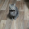 animal, bell, cat, collar, cute, domestic_cat, ears, eyes, feline, flooring, fur, home, indoor, looking_up, pet, portrait, sitting, tabby, whiskers, wooden_floor