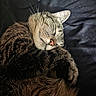 Mama joined the competition — help win amazing prizes! animal, cat, closeup, cozy, curled_up, cute, domestic_cat, face, feline, fur, indoor, nose, paw, pet, relaxed, resting, sleeping, soft_lighting, tabby, whiskers
