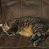 Mama joined the competition — help win amazing prizes! animal, brown, cat, comfort, couch, cozy, curled_up, feline, fur, indoor, leather, paws, pet, relaxed, resting, sleeping, stitching, tabby, texture, whiskers