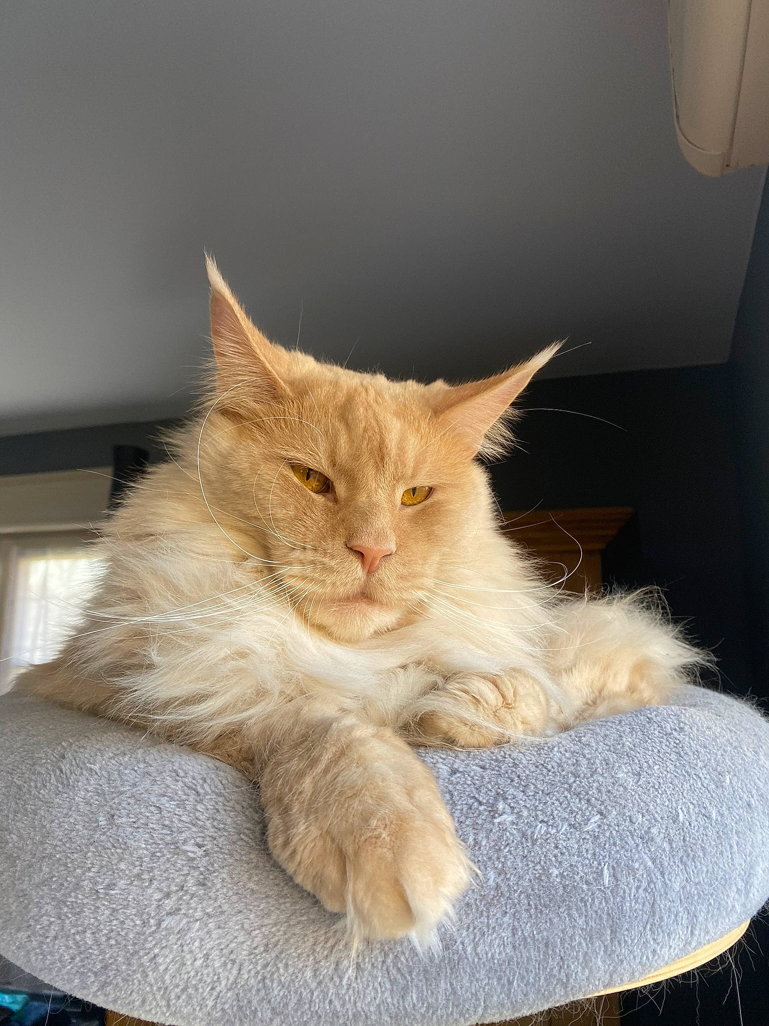 Pancho a rejoint le concours — aidez-le/la à gagner de superbes lots ! box, carnivore, cat, claw, comfort, domestic_short_haired_cat, ear, fawn, felidae, fur, human_leg, nap, paw, sitting, sleep, small_to_medium_sized_cats, snout, tail, whiskers