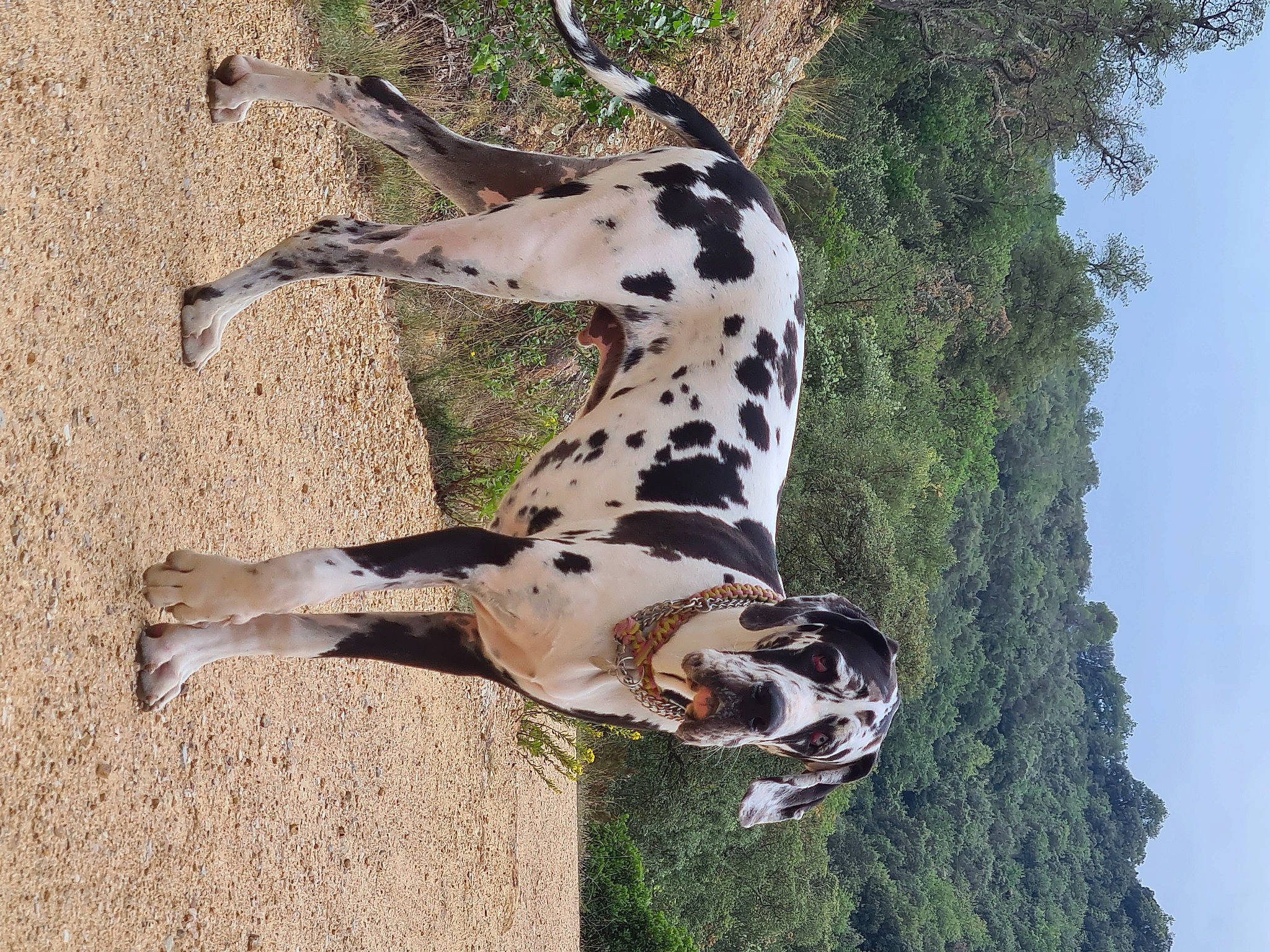 Brutus participe au concours pour gagner de l'argent avec cette photo : canidae, carnivore, dalmatian, dog, dog_breed, fawn, grass, hunting_dog, military_camouflage, non_sporting_group, plant, sky, snout, sporting_group, tail, terrestrial_animal, tree, trunk, wildlife, working_animal