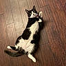 belly, black_and_white, cat, close_up, collar, domestic_cat, feline, fur, green_eyes, hardwood_floor, indoor, lying_on_back, paws, pet, playful, portrait, relaxed, tuxedo_cat, whiskers, wooden_floor
