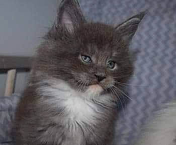 Mango a rejoint le concours — aidez-le/la à gagner de superbes lots ! asian_semi_longhair, british_longhair, british_semi_longhair, carnivore, cat, cymric, domestic_long_haired_cat, domestic_short_haired_cat, felidae, kitten, maine_coon, mammal, nebelung, norwegian_forest_cat, ragamuffin, siberian, small_to_medium_sized_cats, turkish_angora, vertebrate, whiskers