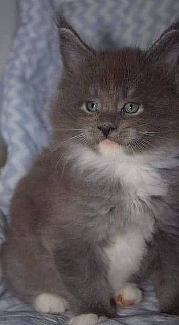 Mango participe au concours pour gagner de l'argent avec cette photo : asian_semi_longhair, british_longhair, british_semi_longhair, carnivore, cat, cymric, domestic_long_haired_cat, felidae, kitten, maine_coon, mammal, napoleon_cat, norwegian_forest_cat, ragamuffin, ragdoll, siberian, small_to_medium_sized_cats, turkish_angora, vertebrate, whiskers