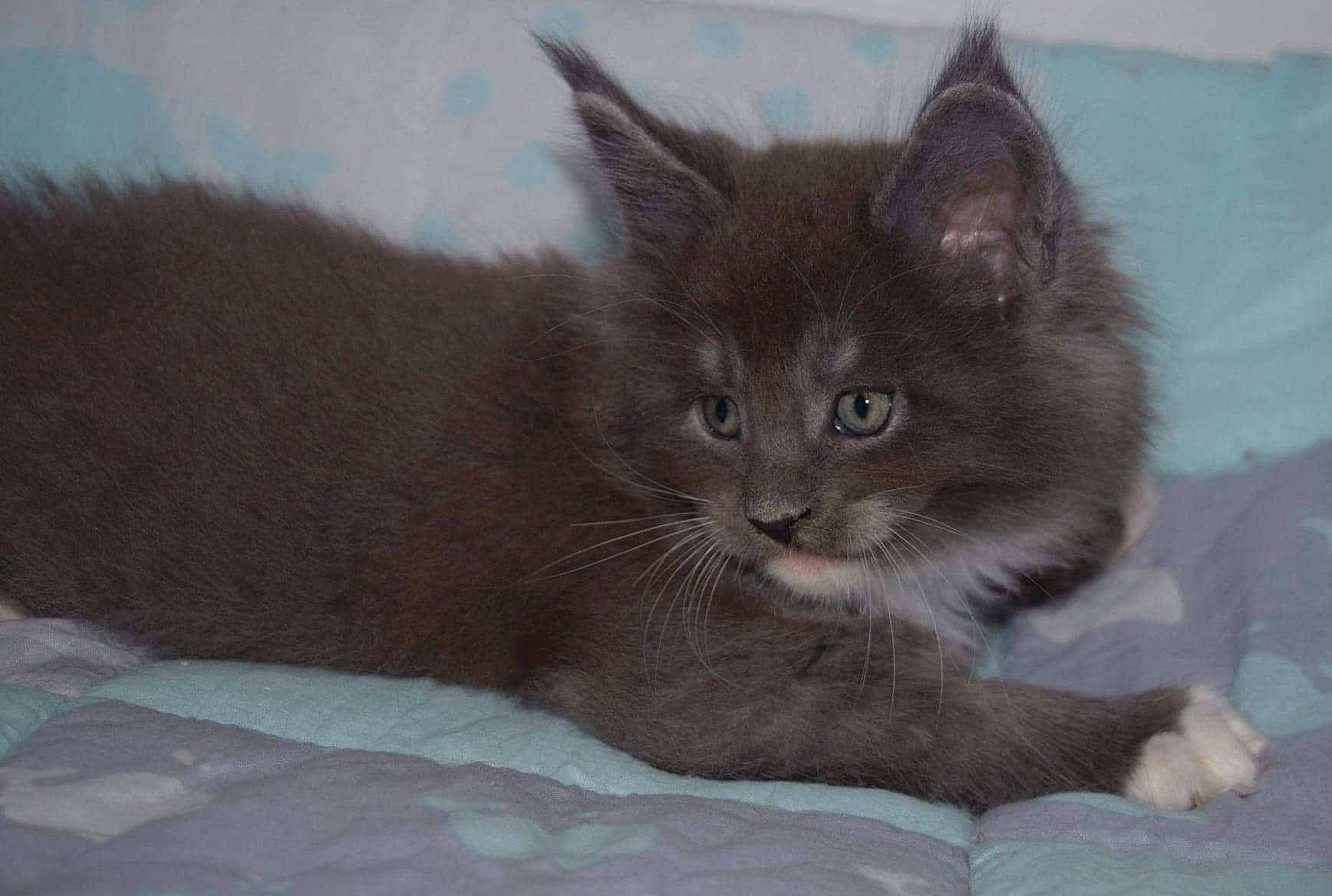 Mango participe au concours pour gagner de l'argent avec cette photo : asian, asian_semi_longhair, british_semi_longhair, carnivore, cat, domestic_long_haired_cat, domestic_short_haired_cat, fawn, felidae, kitten, maine_coon, mammal, nebelung, norwegian_forest_cat, oriental_longhair, polydactyl_cat, small_to_medium_sized_cats, turkish_angora, vertebrate, whiskers