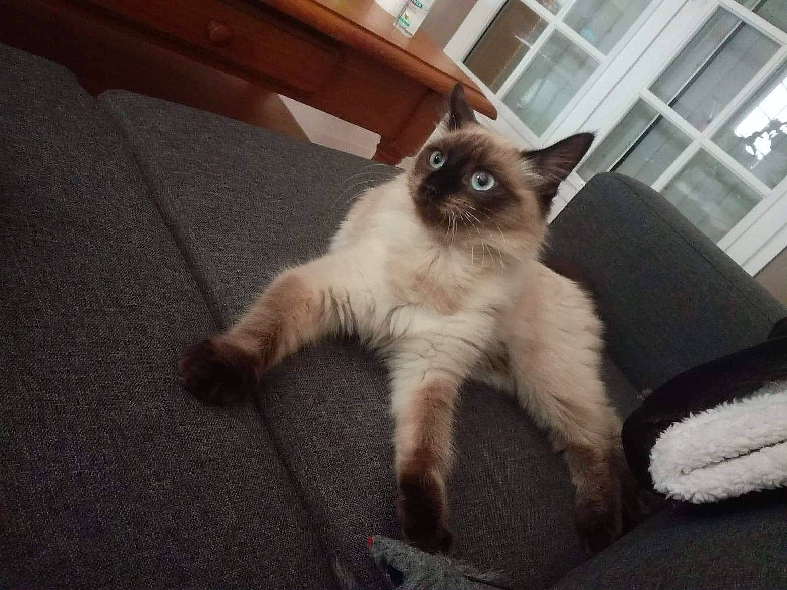 Vahiana participe au concours pour gagner de l'argent avec cette photo : asian, balinese, birman, carnivore, cat, eye, fawn, felidae, himalayan, javanese, kitten, mammal, ragdoll, siamese, small_to_medium_sized_cats, snowshoe, thai, tonkinese, vertebrate, whiskers