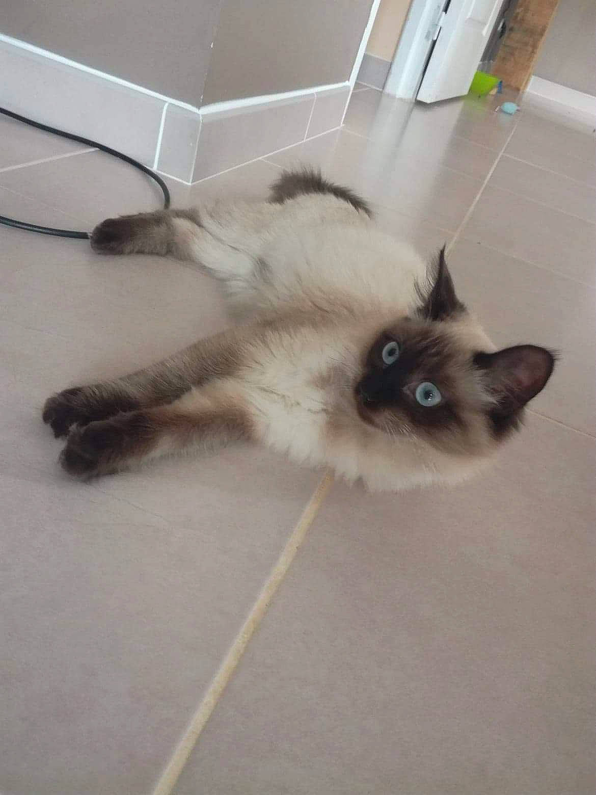 Vahiana participe au concours pour gagner de l'argent avec cette photo : balinese, birman, carnivore, cat, domestic_long_haired_cat, fawn, felidae, himalayan, kitten, mammal, ojos_azules, ragdoll, siamese, small_to_medium_sized_cats, snowshoe, tail, thai, tonkinese, vertebrate, whiskers