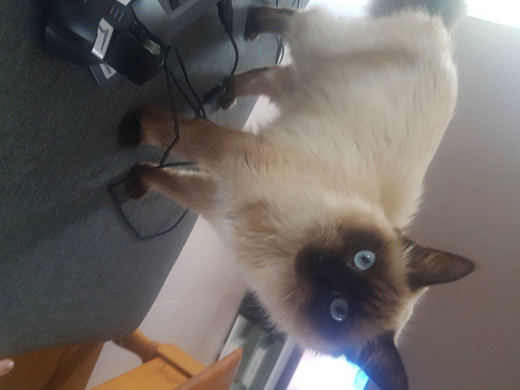 Vahiana participe au concours pour gagner de l'argent avec cette photo : balinese, birman, carnivore, cat, domestic_long_haired_cat, fawn, felidae, himalayan, javanese, mammal, ragdoll, siamese, small_to_medium_sized_cats, snowshoe, thai, tonkinese, whiskers