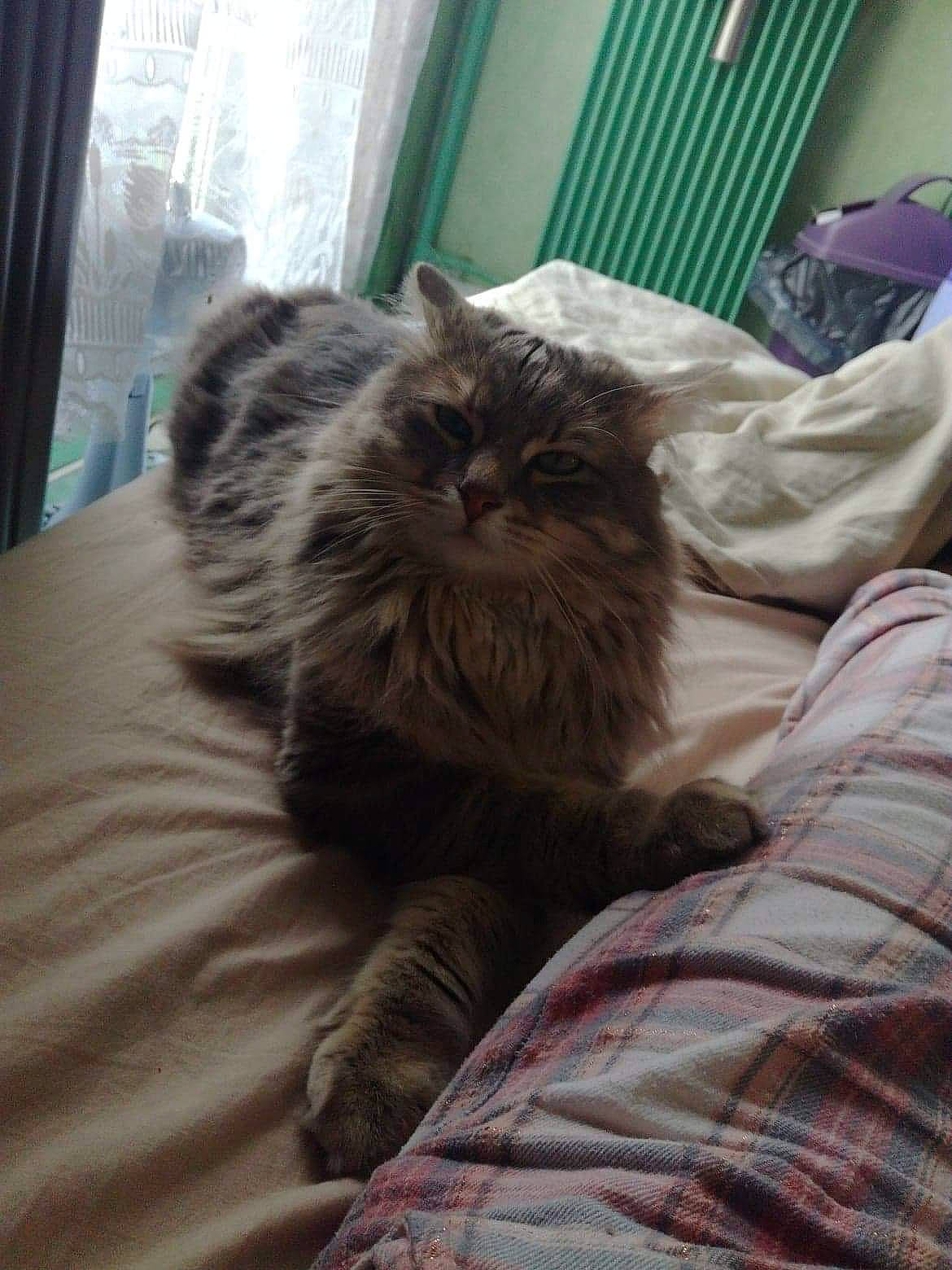 Marley participe au concours pour gagner de l'argent avec cette photo : asian, british_longhair, british_semi_longhair, carnivore, cat, comfort, domestic_long_haired_cat, felidae, fur, kitten, maine_coon, mammal, norwegian_forest_cat, persian, pixie_bob, small_to_medium_sized_cats, tabby_cat, vertebrate, whiskers