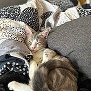 Youyou a rejoint le concours — aidez-le/la à gagner de superbes lots ! cat, sleeping, blanket, cushion, cozy, indoor, pet, fur, tail, whiskers, relaxed, comfort, closeup, domestic_cat, resting, cute, mammal, animal, home, nap