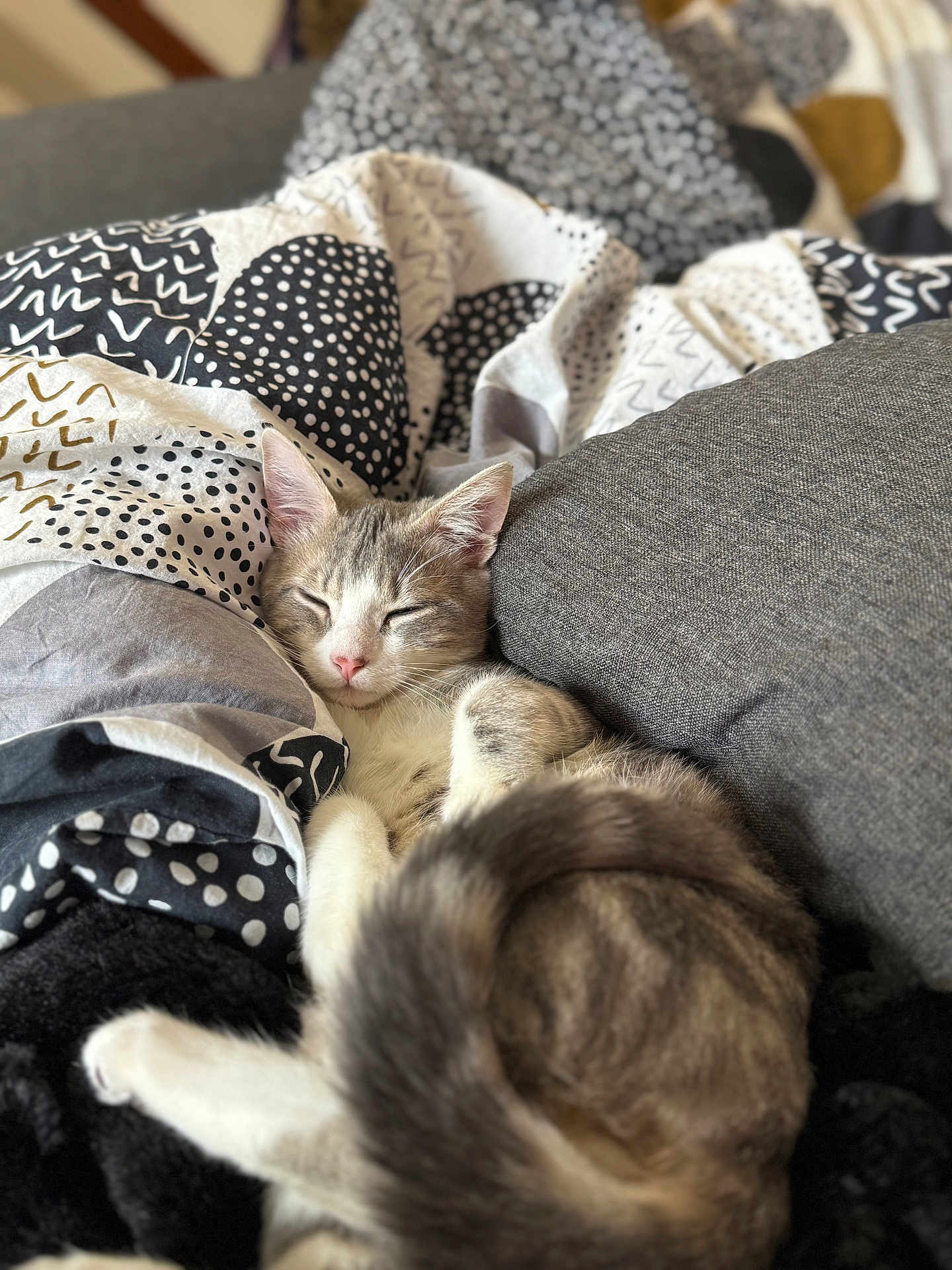 Youyou a rejoint le concours — aidez-le/la à gagner de superbes lots ! cat, sleeping, blanket, cushion, cozy, indoor, pet, fur, tail, whiskers, relaxed, comfort, closeup, domestic_cat, resting, cute, mammal, animal, home, nap