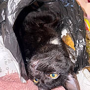 Coco joined the competition — help win amazing prizes! black_cat, cat, closeup, cozy, domestic, ears, feline, fur, indoor, pet, pink_blanket, plastic_bag, playful, portrait, receipt, resting, textured, upside_down, whiskers, yellow_eyes