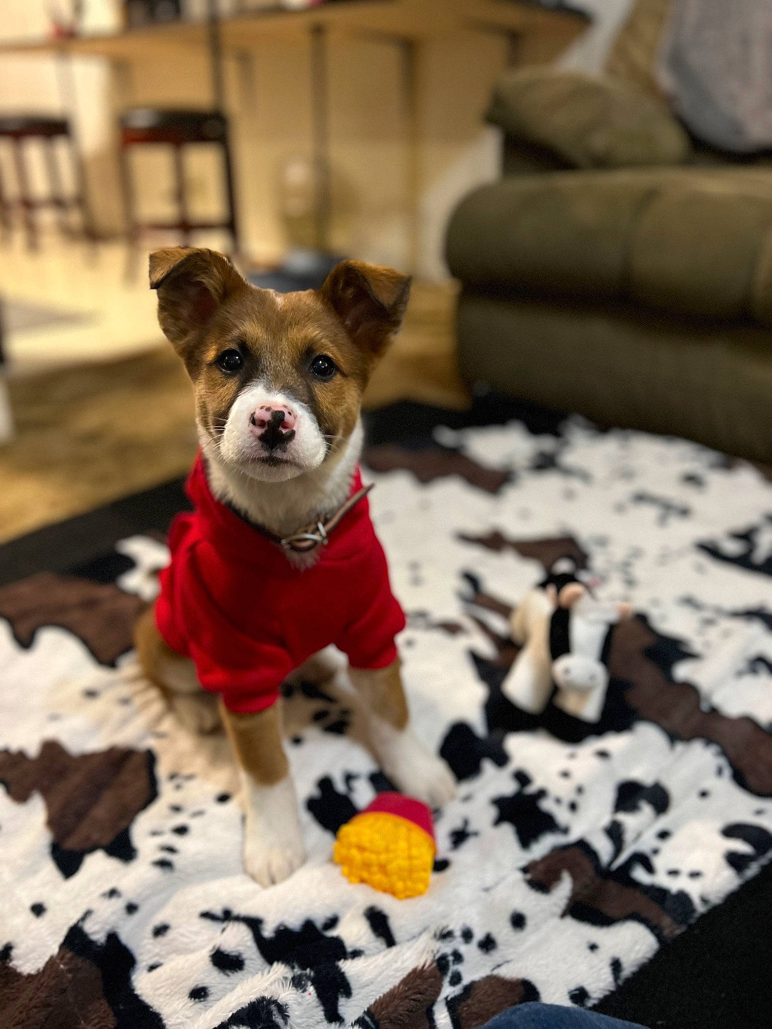 Huxley is registered to the contest to win money with this photo: canidae, carnivore, comfort, companion_dog, couch, dog, dog_breed, dog_clothes, dog_supply, fawn, flooring, fur, linens, snout, stuffed_toy, tail, toy, toy_dog, wood, working_animal