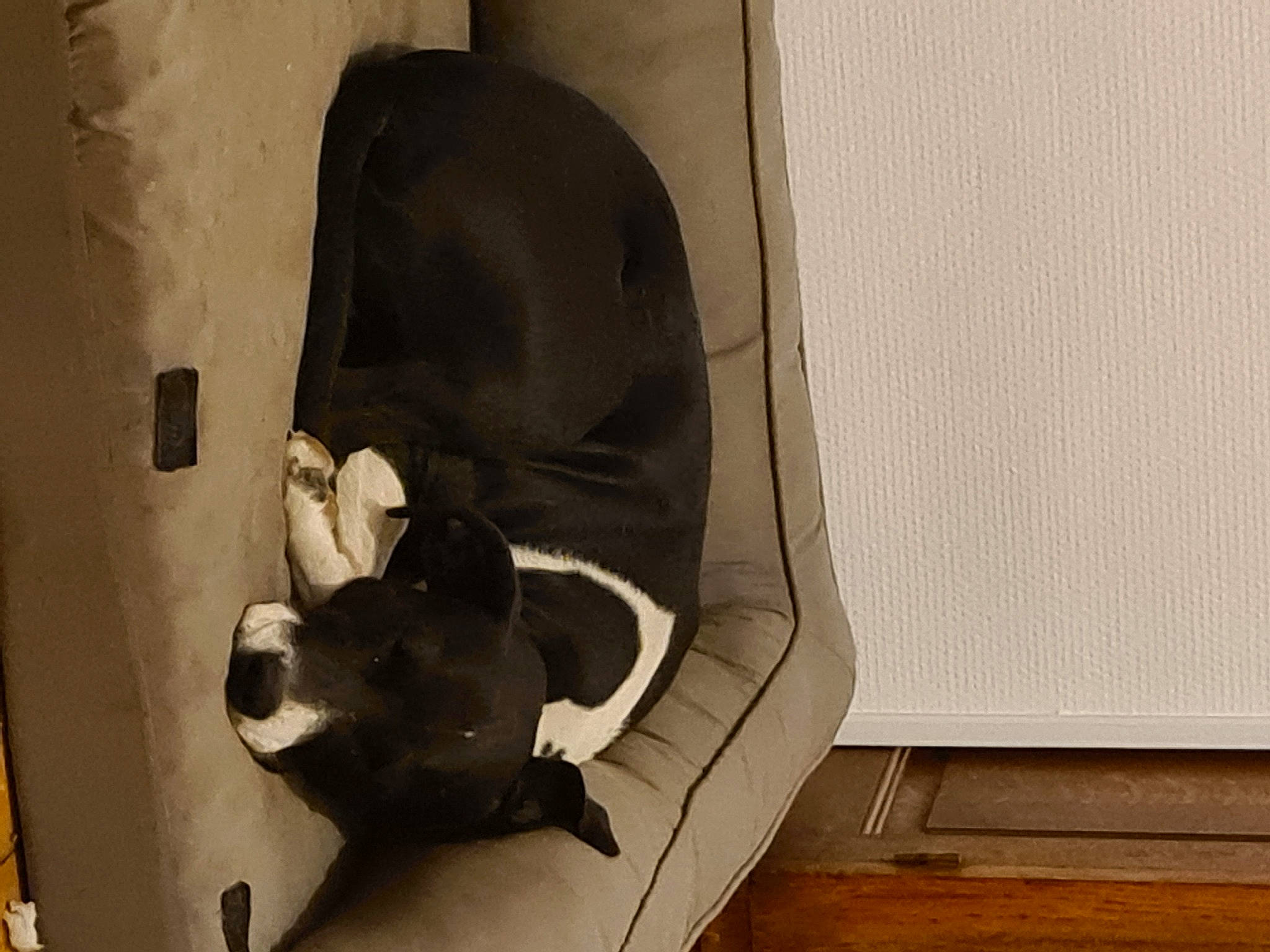 Xena participe au concours pour gagner de l'argent avec cette photo :