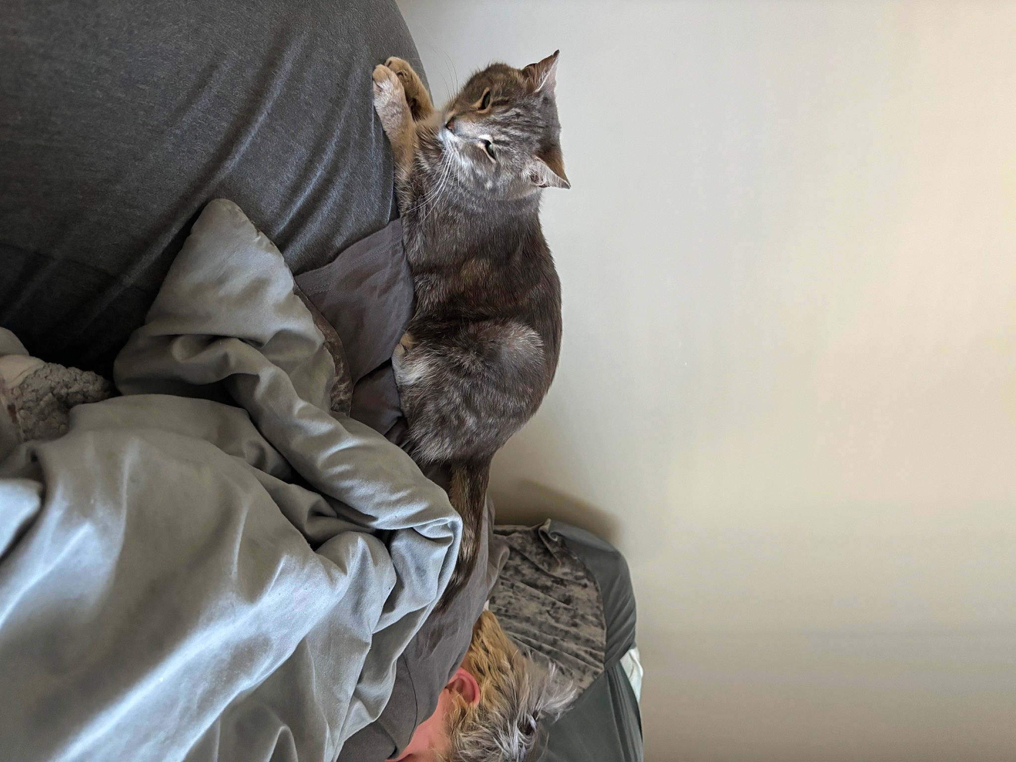 Spencer joined the competition — help win amazing prizes! bag, bed, carnivore, cat, chair, comfort, couch, domestic_short_haired_cat, felidae, fur, gesture, glasses, grey, leather_jacket, leg, linens, sleeve, small_to_medium_sized_cats, tree, whiskers