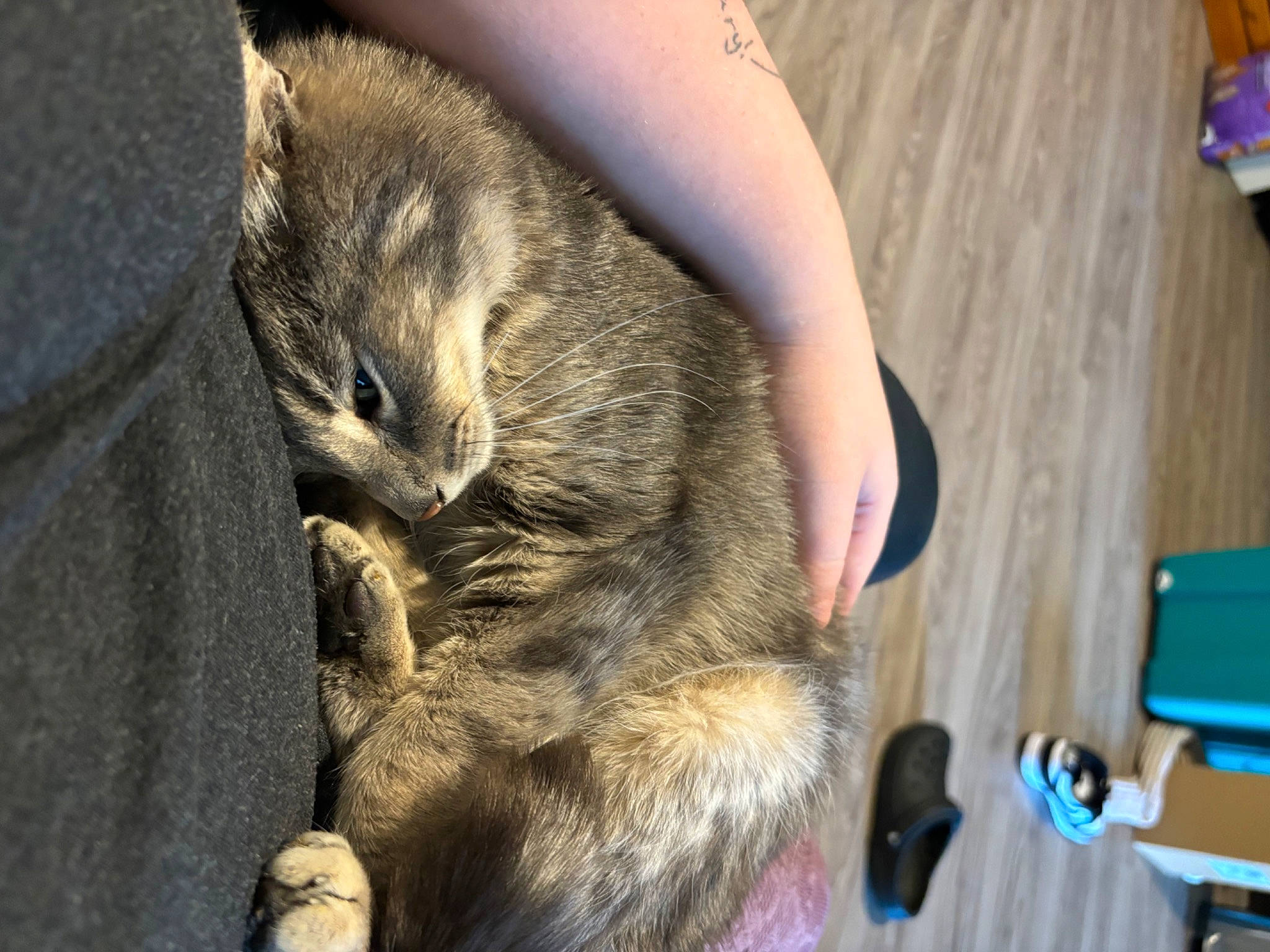 Spencer is registered to the contest to win money with this photo: canidae, carnivore, cat, claw, domestic_short_haired_cat, felidae, flooring, fur, hardwood, nap, paw, sleep, small_to_medium_sized_cats, snout, tail, terrestrial_animal, varnish, whiskers, wood, wood_stain