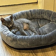 Ladybug is registered to the contest to win money with this photo: abyssinian, animal, canine, cat, dog, dogbed, egyptiancat, kitten, manx, pet