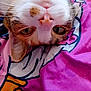 animal, cat, close_up, colorful, cute, domestic_cat, face, fur, green_eyes, indoor, lying_down, nose, pet, pink_blanket, relaxed, resting, soft, tabby, upside_down, whiskers