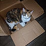 animal, black, box, calico_cat, cardboard_box, cat, cozy, curious, cute, domestic_cat, feline, floor, green_eyes, household, indoor, orange, pet, resting, tabby, white