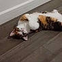 animal, calico_cat, cat, curious, cute, domestic_animal, ears, floor, fur, indoor, looking_up, lying_down, paws, pet, playful, relaxed, side_view, whiskers, white_wall, wooden_floor