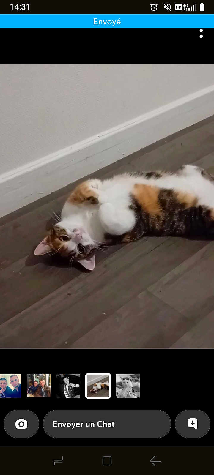 Rosy a rejoint le concours — aidez-le/la à gagner de superbes lots ! animal, calico_cat, cat, curious, cute, domestic_animal, ears, floor, fur, indoor, looking_up, lying_down, paws, pet, playful, relaxed, side_view, whiskers, white_wall, wooden_floor