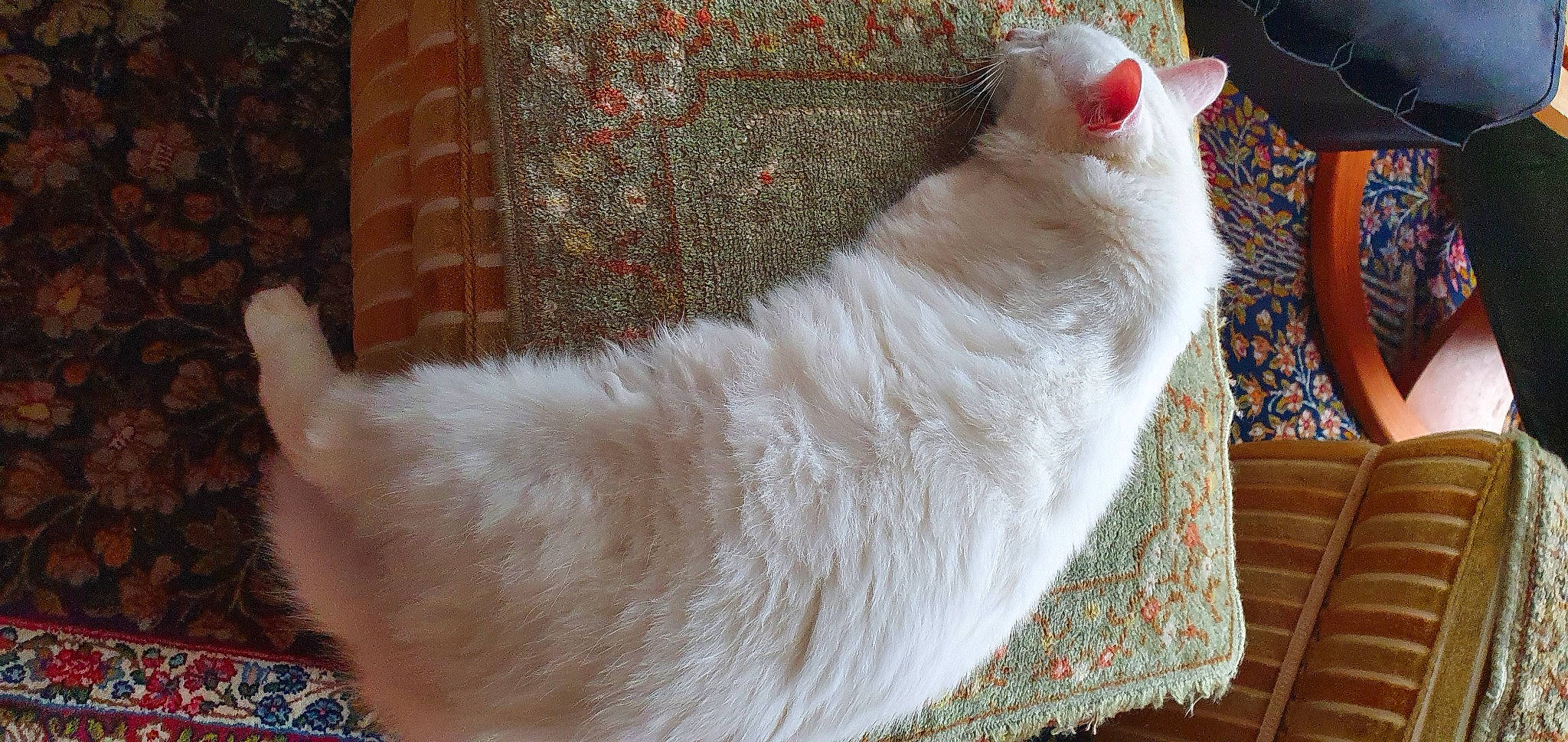 Blanco a rejoint le concours — aidez-le/la à gagner de superbes lots ! carnivore, cat, chair, claw, comfort, domestic_short_haired_cat, fawn, felidae, flooring, foot, fur, linens, pattern, paw, small_to_medium_sized_cats, snout, tail, whiskers, wood, wool