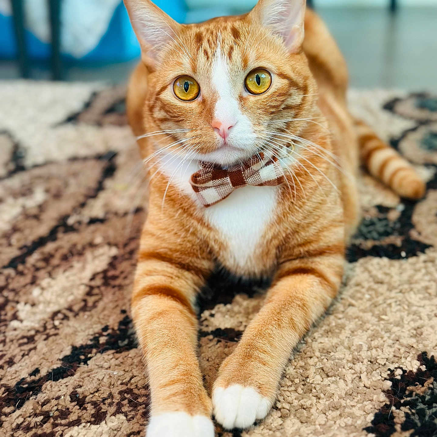 Simba is registered to the contest to win money with this photo: animal, bow_tie, carpet, cat, close_up, cute, domestic_animal, feline, fur, household, indoor, laying_down, orange_tabby, paws, pet, portrait, relaxed, striped, whiskers, yellow_eyes