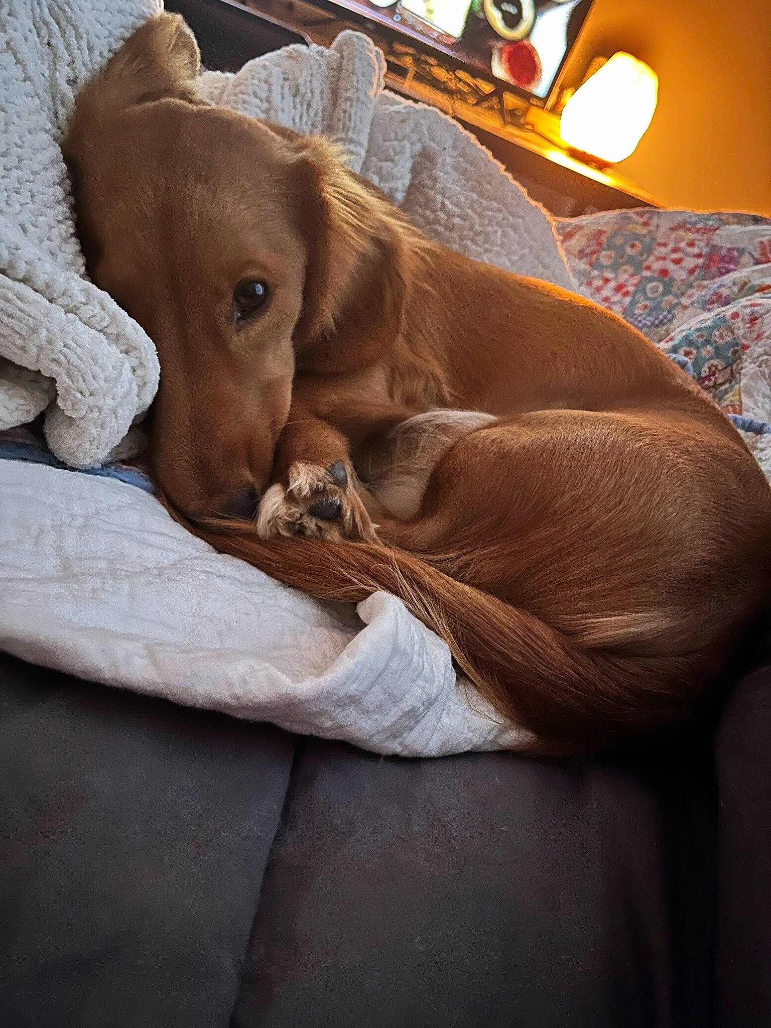 Butters joined the competition — help win amazing prizes! canidae, carnivore, comfort, companion_dog, dog, dog_breed, dog_supply, ear, fawn, fur, lamp, linens, liver, paw, scent_hound, snout, sporting_group, whiskers, wood, working_animal