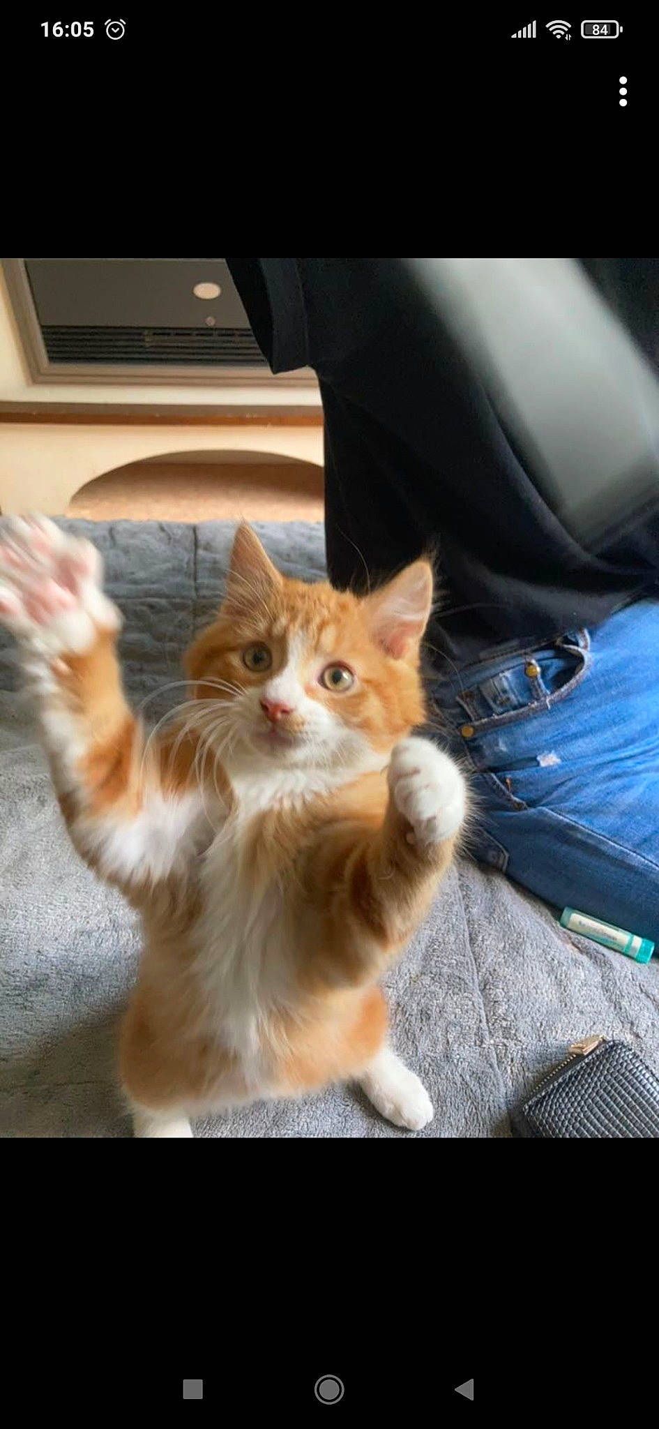 Saphyr a rejoint le concours — aidez-le/la à gagner de superbes lots ! auto_part, automotive_exterior, car_seat, carnivore, cat, claw, comfort, domestic_short_haired_cat, fawn, felidae, fur, human_leg, paw, small_to_medium_sized_cats, snout, tail, vehicle_door, whiskers, window, wood