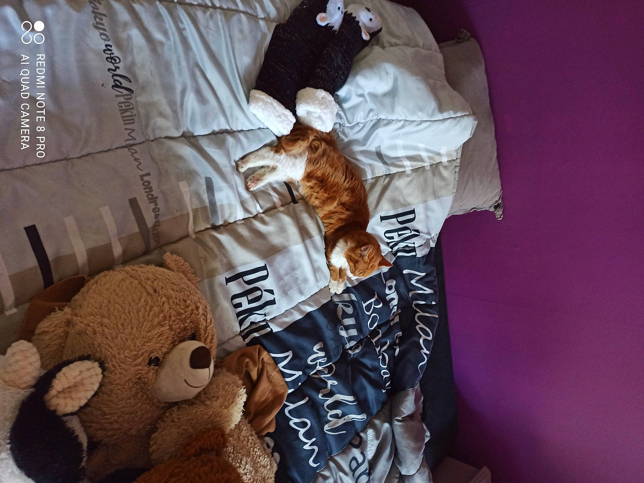 Saphyr participe au concours pour gagner de l'argent avec cette photo : bag, bed, bedding, brown, carnivore, cat, comfort, fawn, felidae, fur, linens, mammal, pattern, sleeve, small_to_medium_sized_cats, tail, textile, vertebrate, whiskers, wood