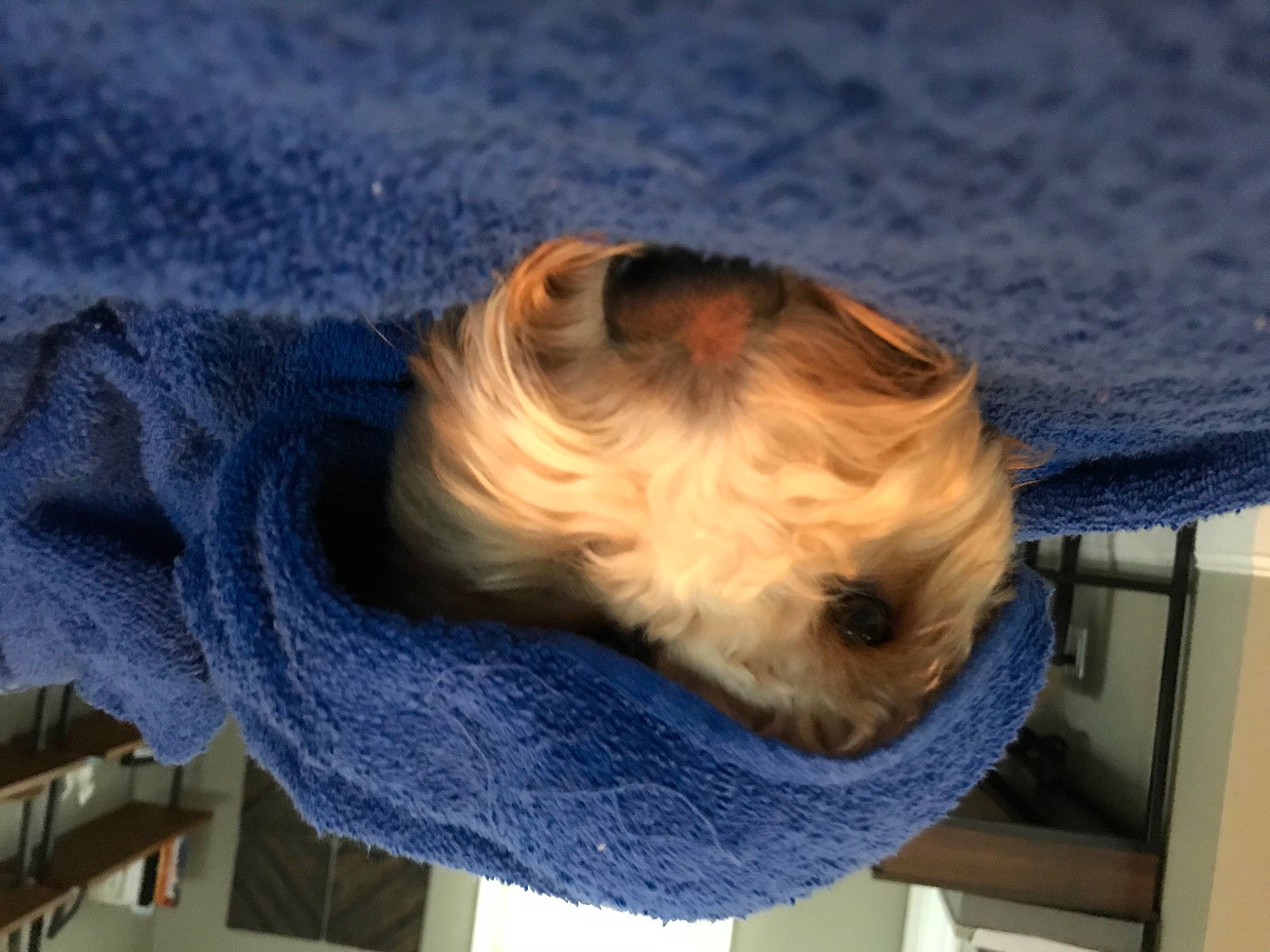 Archie joined the competition — help win amazing prizes! beard, blue, carnivore, comfort, companion_dog, denim, dog, dog_breed, dress, electric_blue, eye, fawn, flooring, fur, grey, selfie, sunglasses, wood, wool, woolen