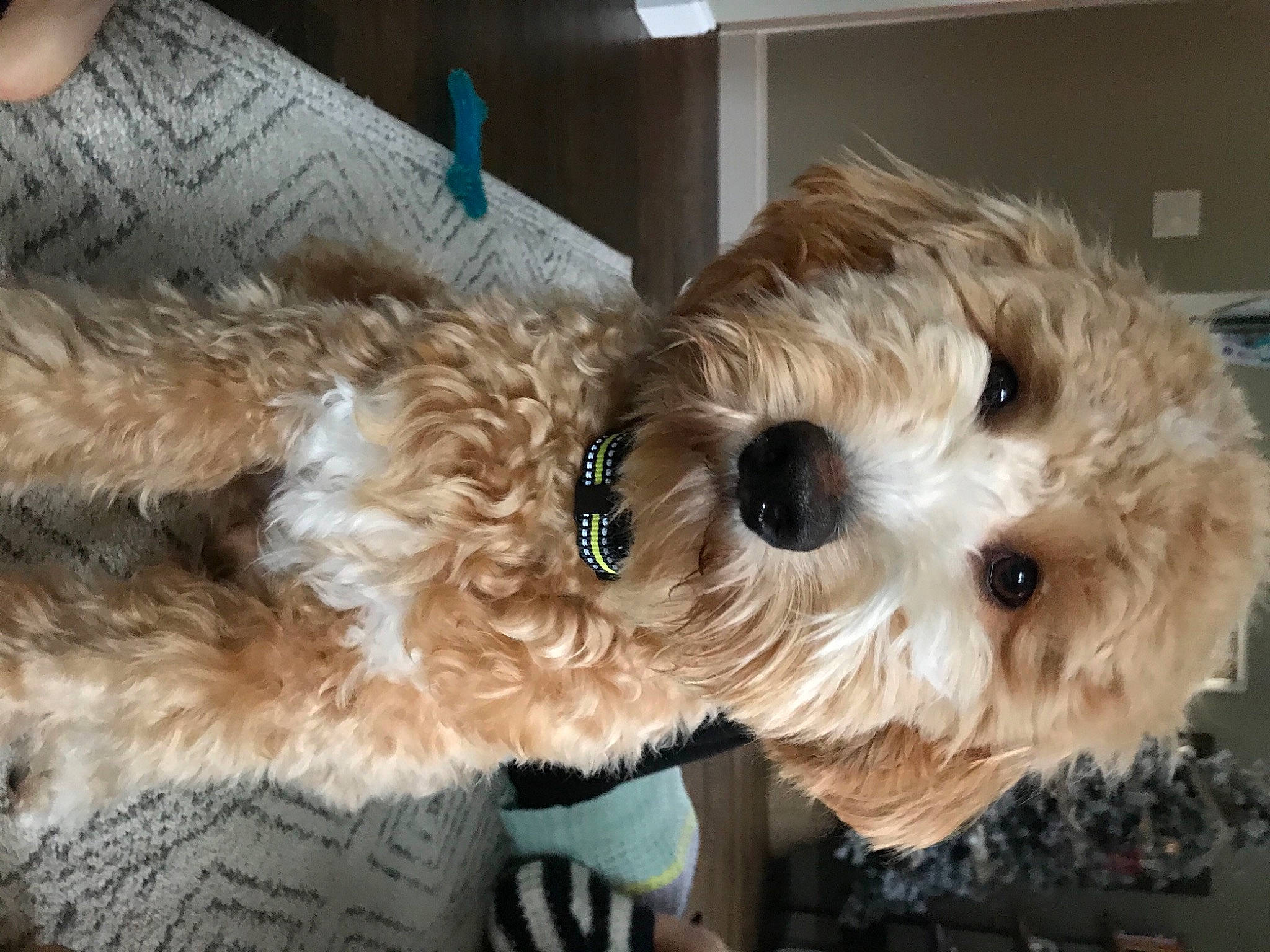 Archie joined the competition — help win amazing prizes! canidae, carnivore, collar, companion_dog, dog, dog_breed, dog_collar, dog_supply, fur, goldendoodle, pet_supply, poodle_crossbreed, snout, sporting_group, stuffed_toy, terrier, toy_dog, vertebrate, water_dog, working_animal