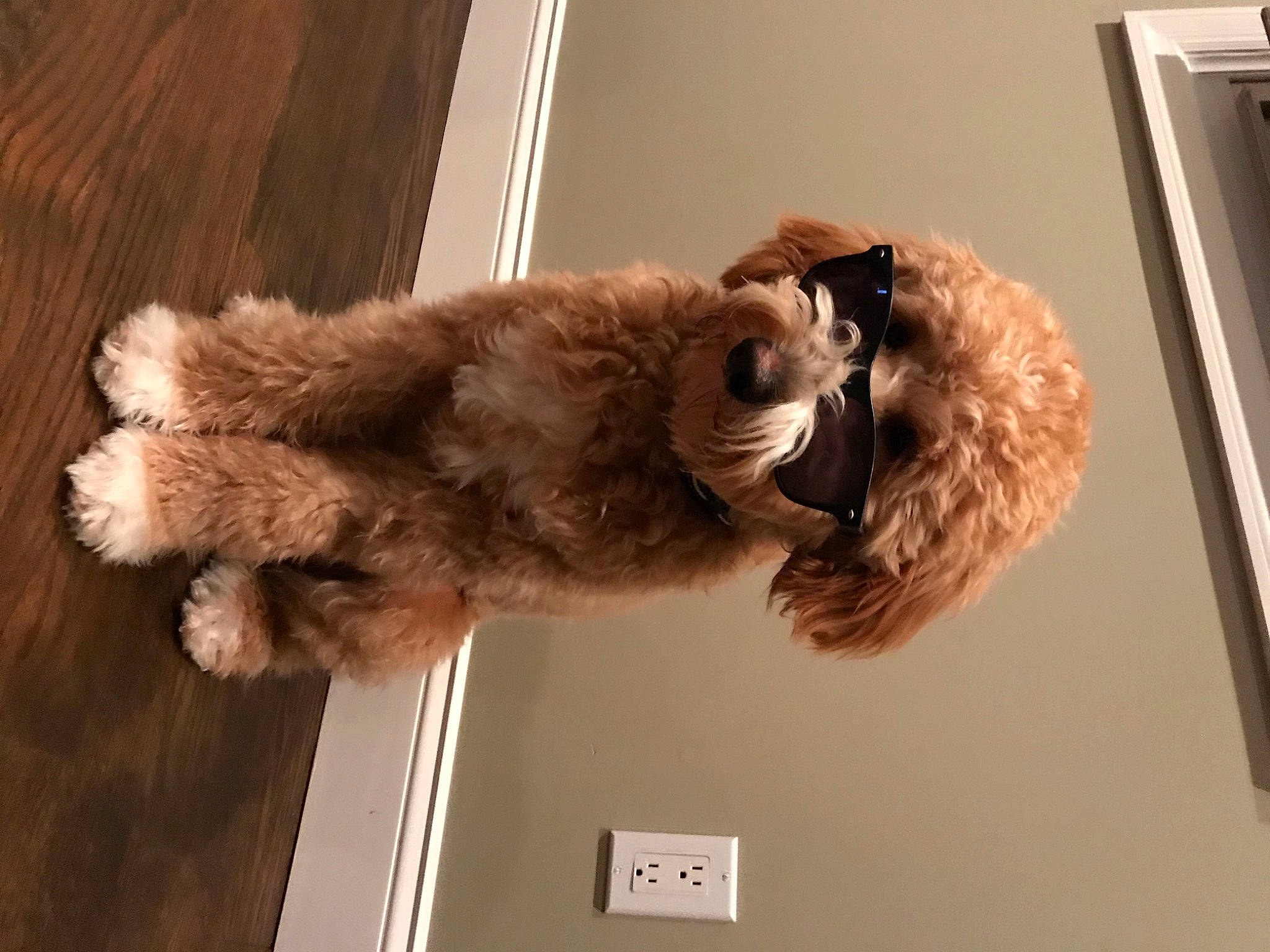 Archie is registered to the contest to win money with this photo: canidae, carnivore, companion_dog, dog, dog_breed, fawn, felidae, fur, fur_clothing, labradoodle, liver, picture_frame, small_to_medium_sized_cats, snout, sporting_group, tail, wood