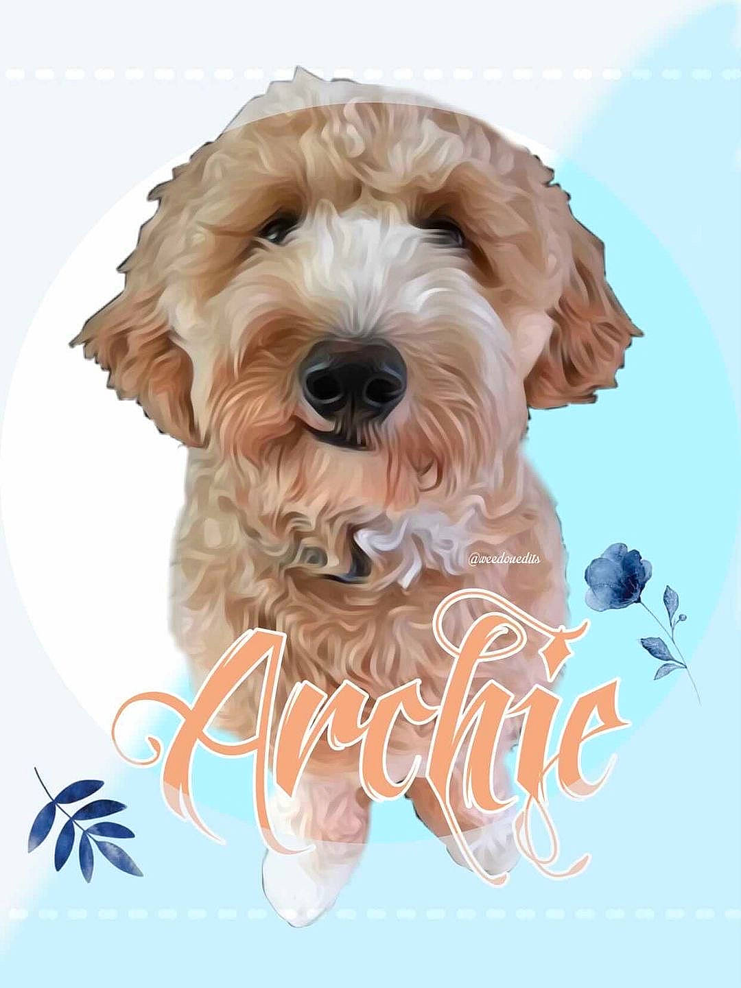 Archie is registered to the contest to win money with this photo: art, canidae, carnivore, companion_dog, dog, dog_breed, dog_supply, font, graphics, illustration, liver, paint, pet_supply, rectangle, small_terrier, snout, sporting_group, terrier, water_dog, working_animal