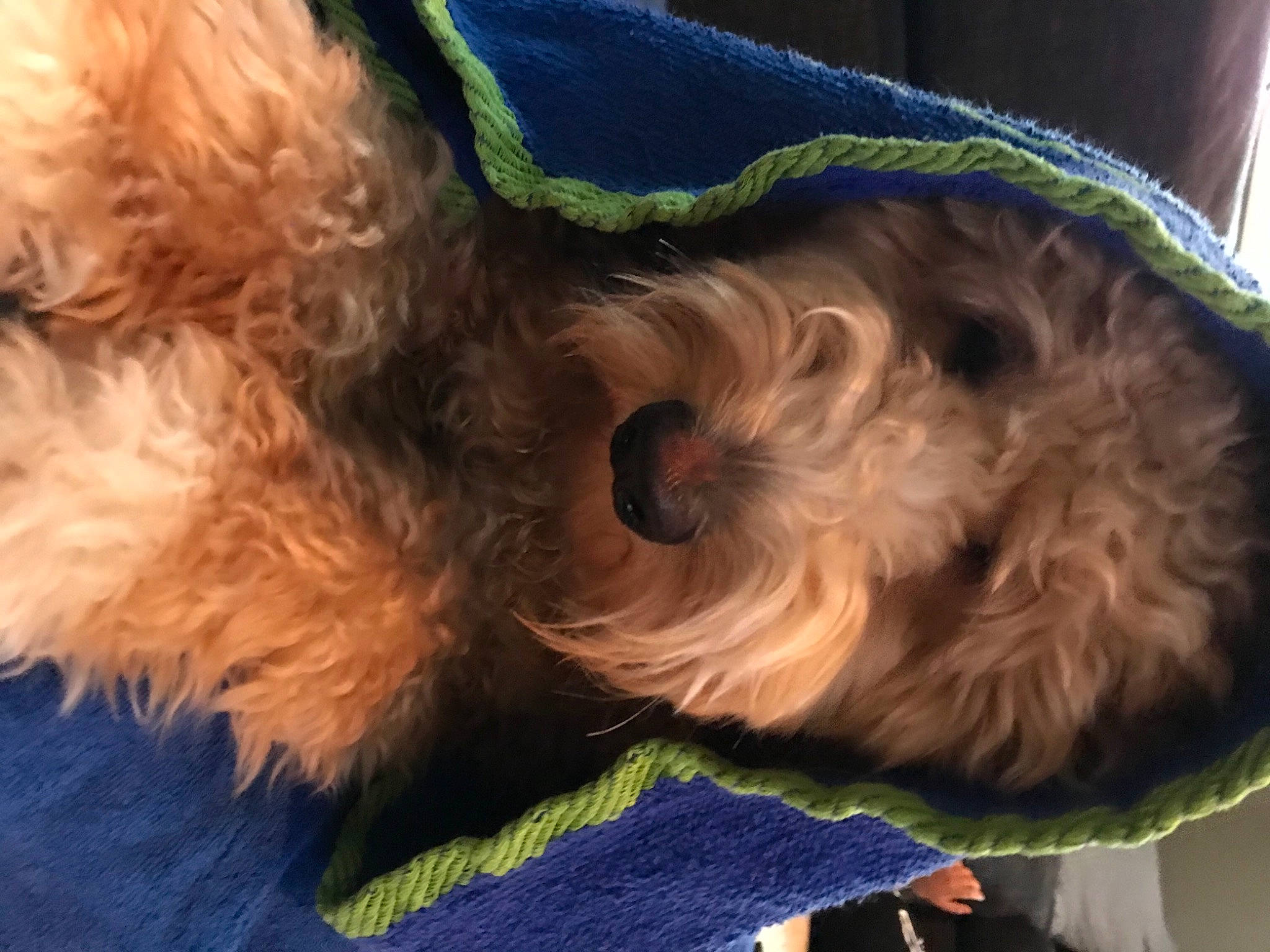 Archie joined the competition — help win amazing prizes! airedale_terrier, canidae, carnivore, collar, companion_dog, dog, dog_breed, dog_clothes, dog_collar, dog_supply, fur, liver, mammal, small_terrier, snout, sporting_group, tail, terrier, toy_dog, welsh_terrier