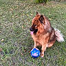 dog, canine, fluffy, long_hair, brown_fur, red_fur, sitting, tongue_out, soccer_ball, playing, backyard, grass, fallen_leaves, tree, outdoors, garden, playground, fence, daylight, pet