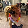 dog, fluffy, brown_fur, long_hair, pointed_ears, open_mouth, smiling, flower_lei, costume, pet, indoor, living_room, chair, curtains, wood_floor, clothing, home, portrait, playful, party