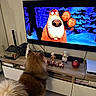 dog, fluffy_dog, long_hair, brown_fur, tail, sitting, television, animated_character, screen, living_room, entertainment_center, soundbar, christmas, christmas_decorations, ornaments, figurines, indoors, home, wood_floor, cozy