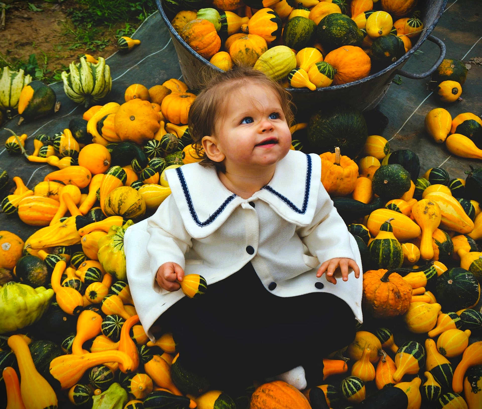 Summer a rejoint le concours — aidez-le/la à gagner de superbes lots ! toddler, child, pumpkins, gourds, autumn, fall, outdoor, nature, cute, white_coat, curious, sitting, harvest, seasonal, colorful, vegetables, greenery, small_pumpkins, playful, festive