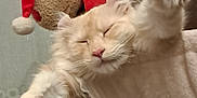 Touffu a rejoint le concours — aidez-le/la à gagner de superbes lots ! cat, close_up, cozy, cream_colored, cute, feline, fluffy, happy, holiday, indoor, pet, plush_toy, reindeer, relaxed, santa_hat, scratching_post, sleepy, soft_fur, stretching, whiskers